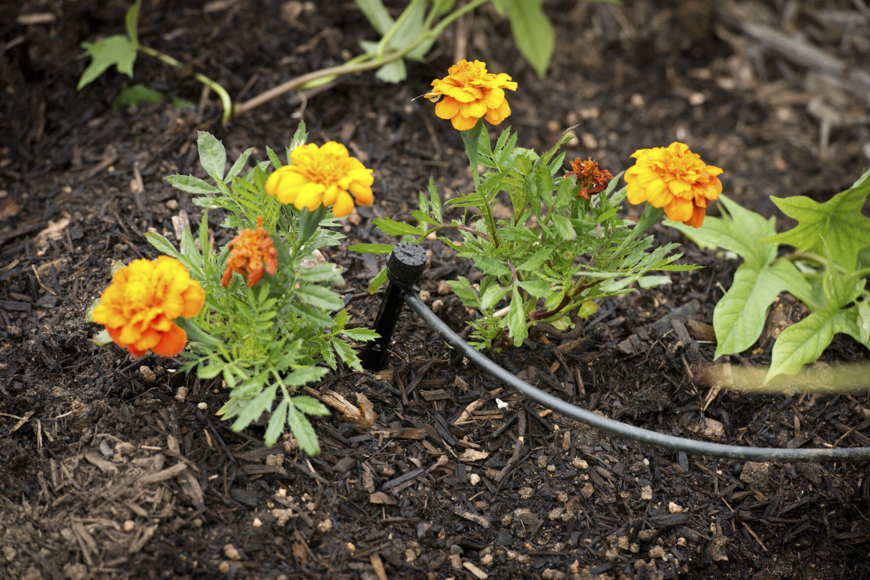 Watering efficiently